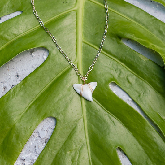 White Shark Tooth Necklace